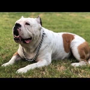 Meet your Posher, Joe